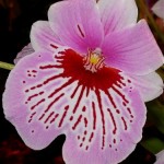 Orchid Show at the Maui County Fair